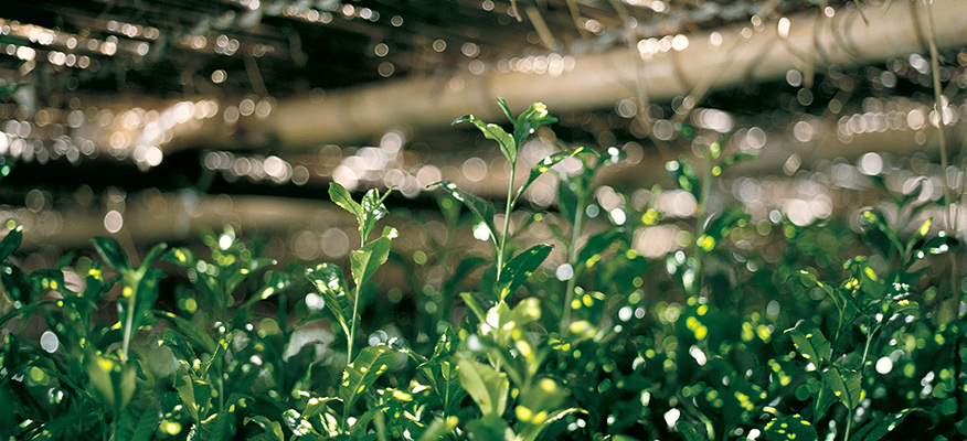 寺島屋彌兵衛商店